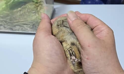 “訳あり”赤ちゃん動物に、愛情たっぷり注いだら…… 「涙が出てきた」「だいぶ傷が」見違える変化に反響
