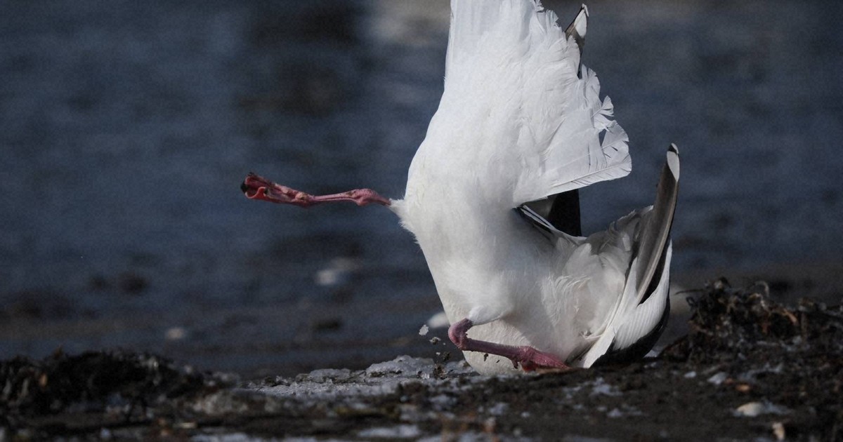 海鳥、アザラシ、ラッコが大量死、異常行動 北海道東部の異変