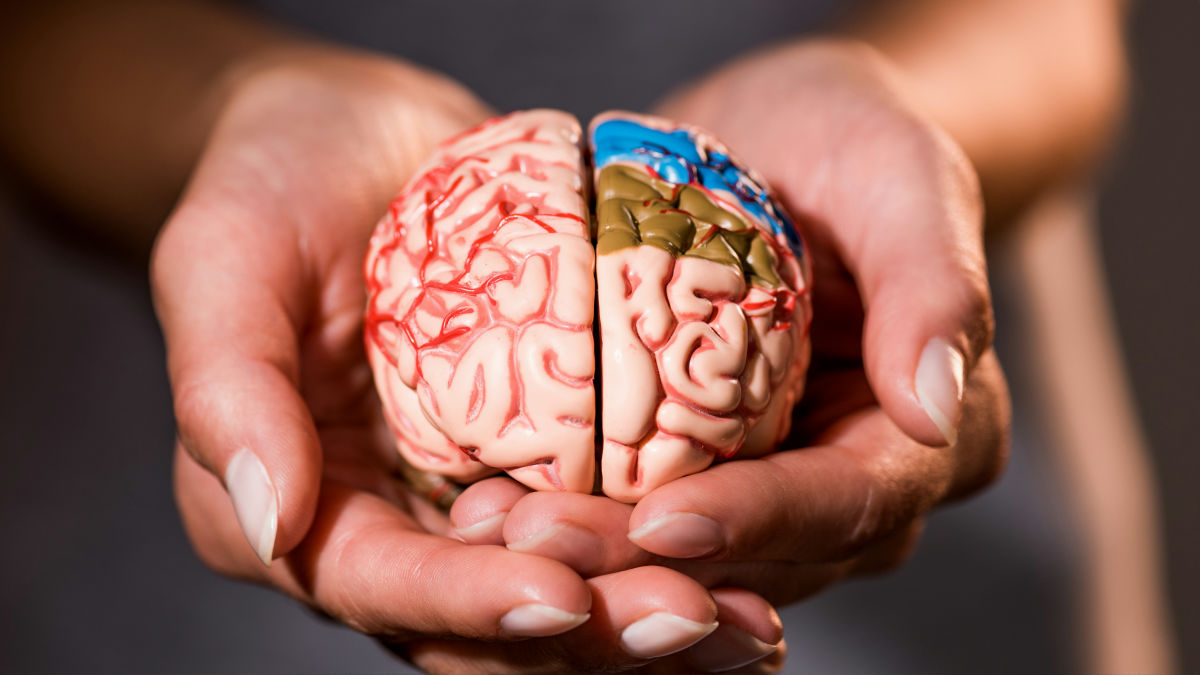 「腸と脳のコミュニケーション」を強化することで記憶力や認知機能の老化を逆転させられる可能性