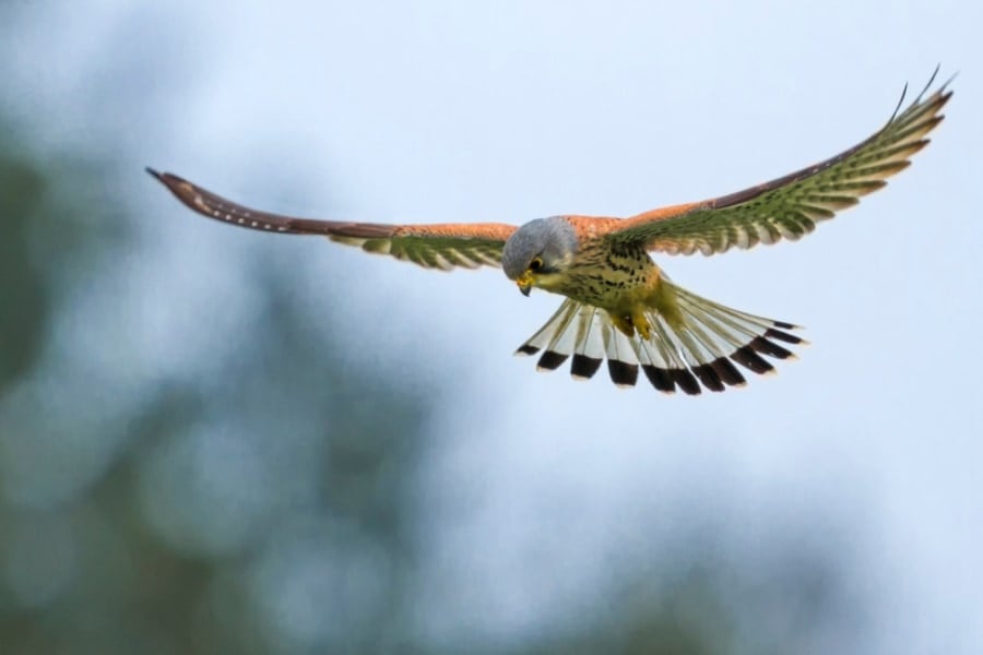 ハヤブサはサクランボ農園の「警備員」にできると判明 (2/2)