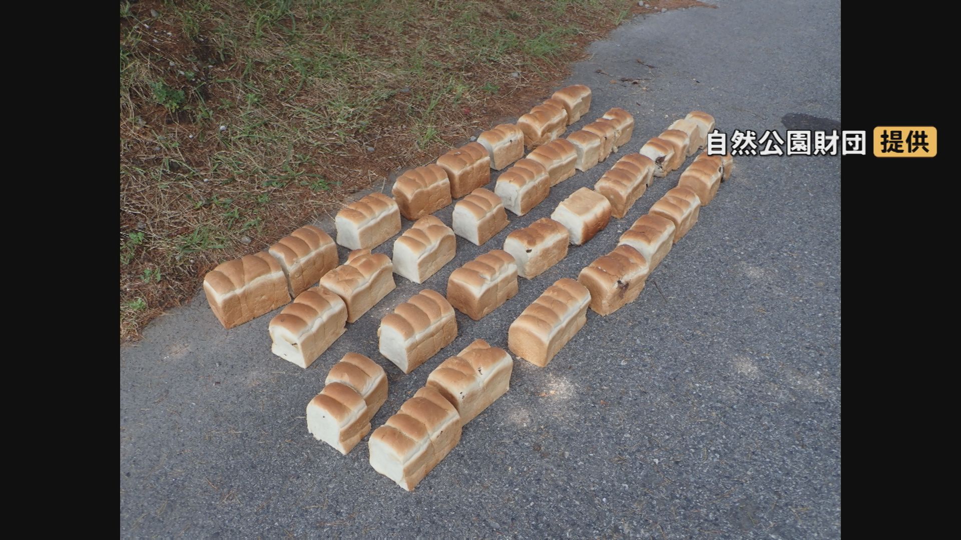 国立公園大山内の県道沿いに連日「大量の食パン」「鶏のレバー」不法投棄…5日にわたり約40キロ 「普通の不法投棄と完全に違う目的」周辺ではクマ目撃情報…餌付けにつながる危険性