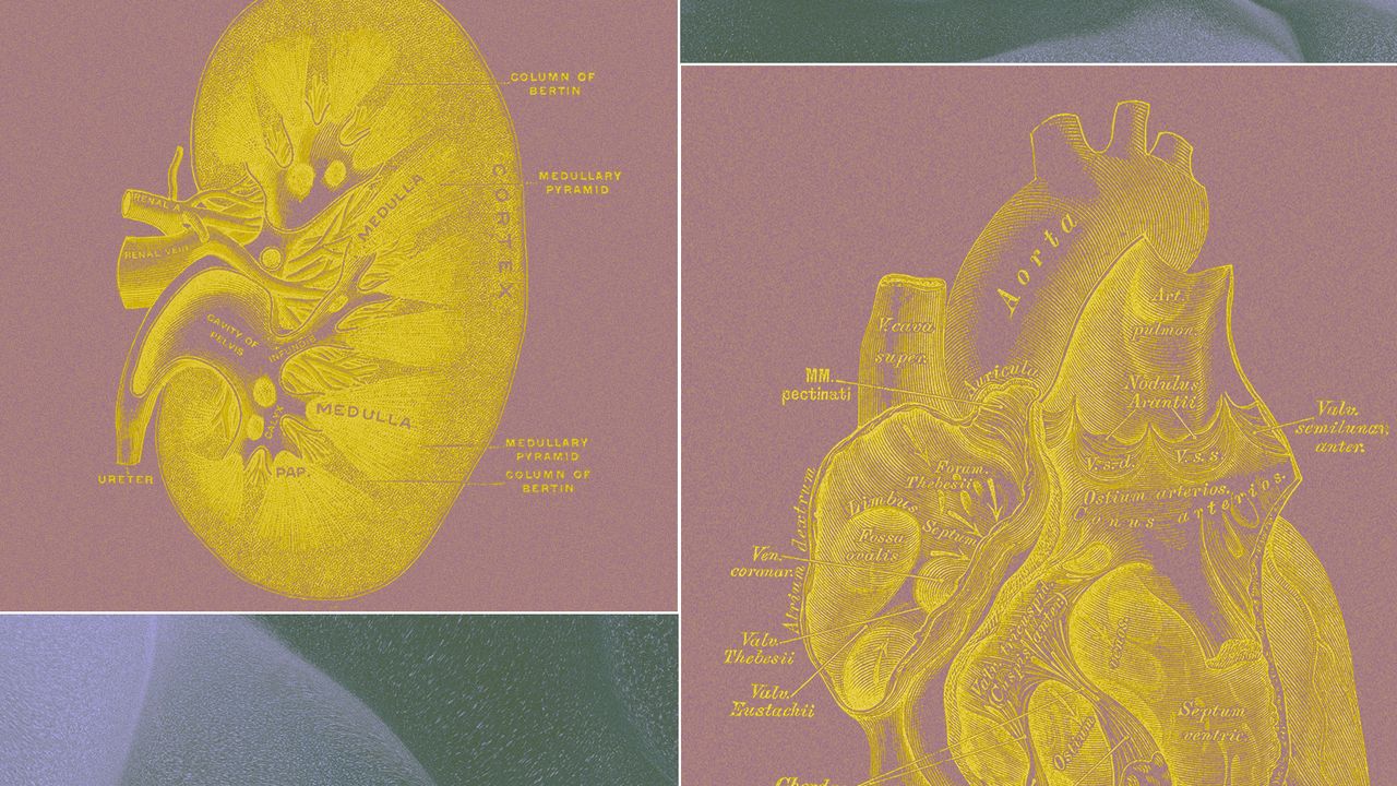脳のない臓器だけの構造体が、医療と長寿の切り札になる
