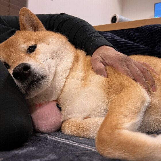 「飼い主のそばにやってきて眠る犬の実態」を調査！ 行動からわかる心理とは｜獣医師解説