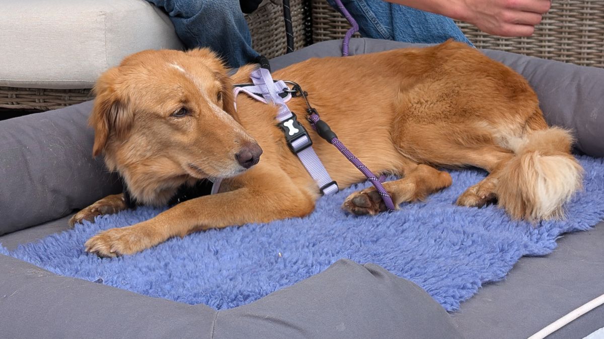 １６０キロを旅した保護犬、島まで泳いで海上で救助 保護主と無事再会 英
