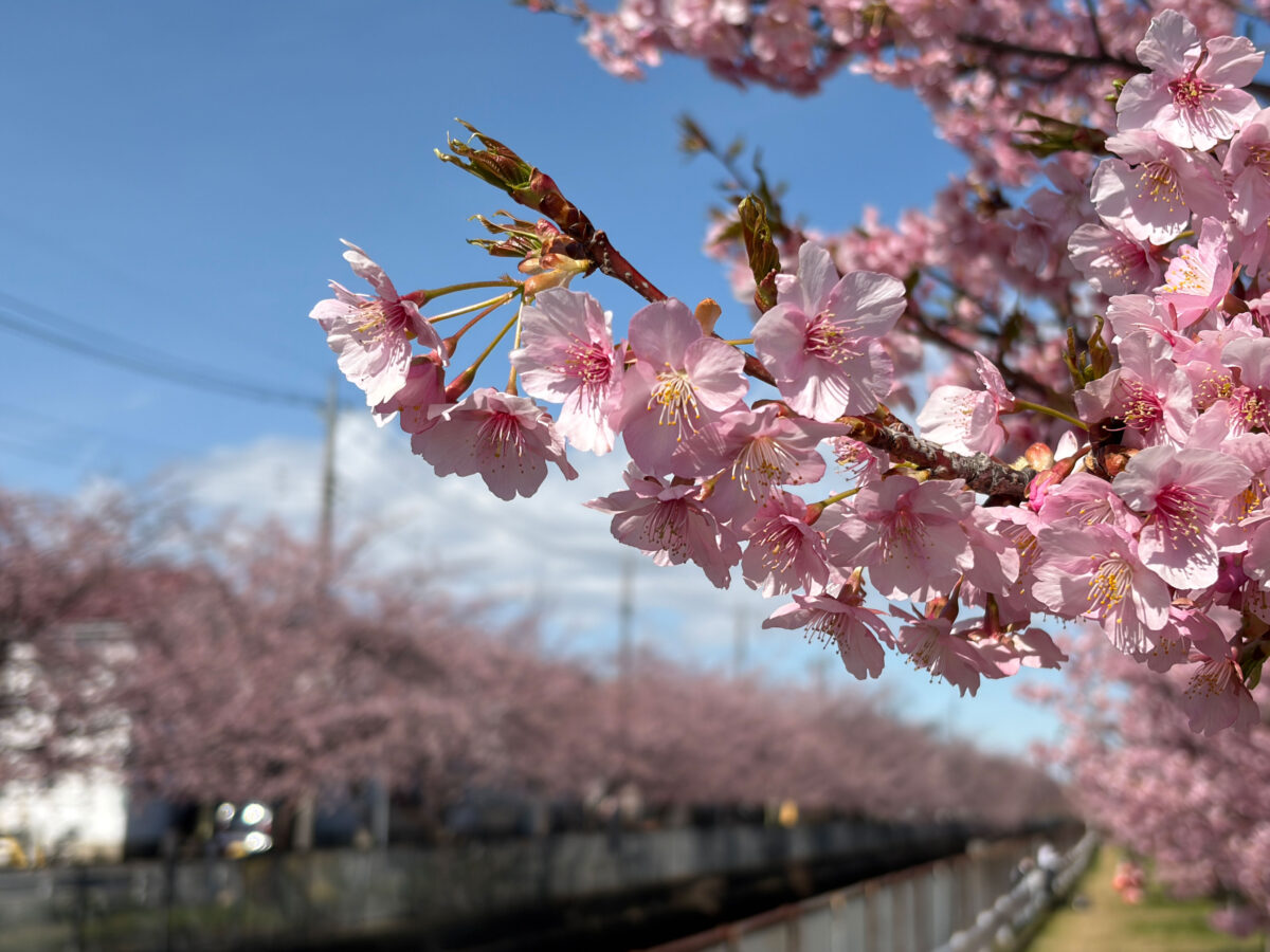 川口の安行桜、かなり咲いてる！市内12スポットの様子【3月7日】