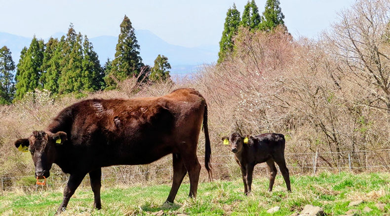 母牛から仔牛へ”腸内細菌のバトン”