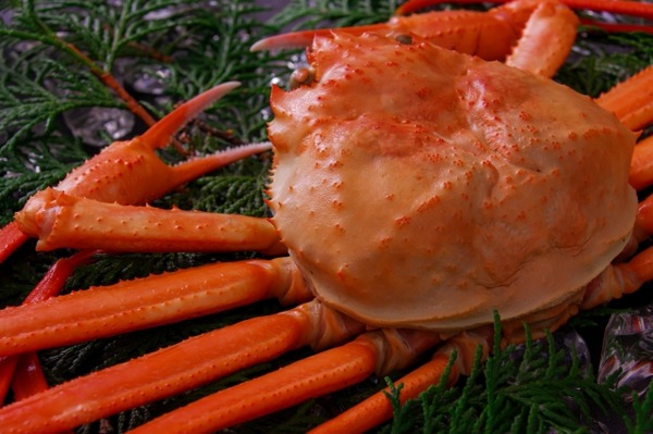 カニ漁解禁！カニ汁にカニ丼も！万代島『地魚工房』で『カニ販売会』開催！11月15日。 : にいがた速報