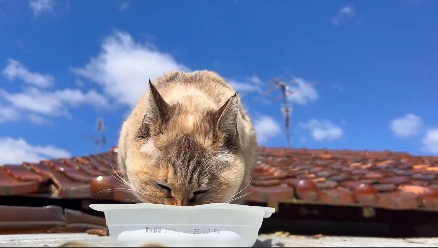 15匹の保護猫と暮らし、地域猫への餌やりと動画発信を一日も欠かさない男性 その尋常ではない情熱はどこからくるのか