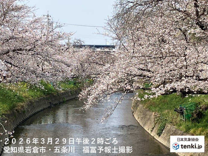 愛知県・五条川や東京都・千鳥ヶ淵など桜の名所で見頃 この先はお花見日和は貴重に
