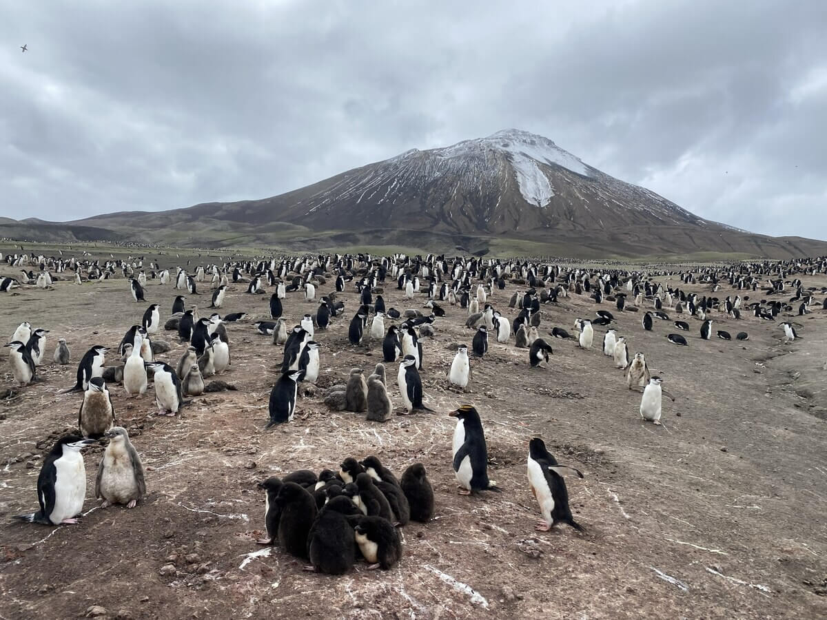 「地球最大のペンギンコロニー」が陥落、ヒゲペンギンが63％減、温暖化でオキアミ減少か（ナショナル ジオグラフィック日本版）