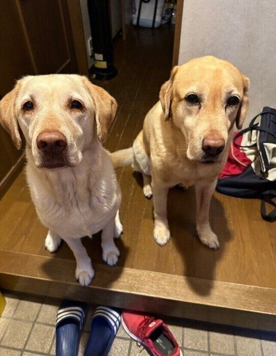 「目も開かないほど眠そう」な2頭のラブラドールが早朝に出勤する飼い主さんをお見送り！行動の心理を獣医師が解説（いぬのきもち WEB MAGAZINE）
