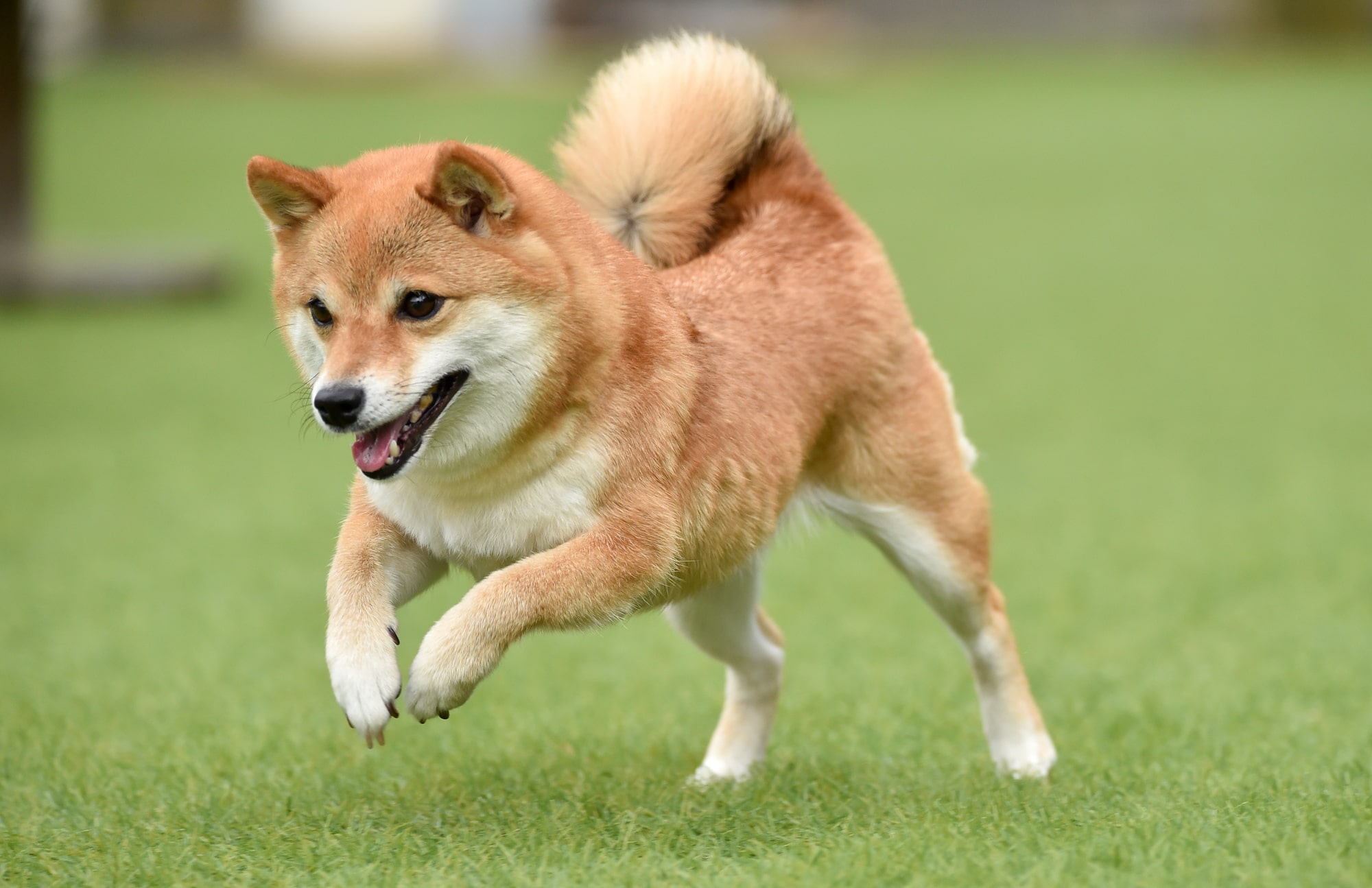 子どもと一緒に育てたい「犬種」ランキングTOP30！ 第1位は「柴犬」【2025年最新調査結果】