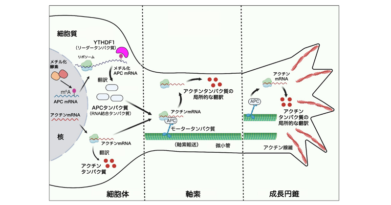 神経回路の形成に重要なmRNAのメチル化
