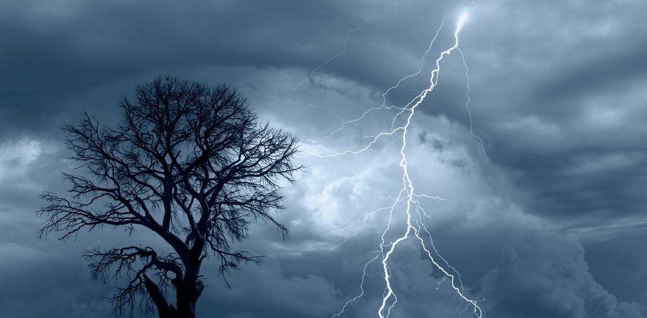 地球環境にも深刻な影響。落雷による樹木の枯死が想像以上に多かった
