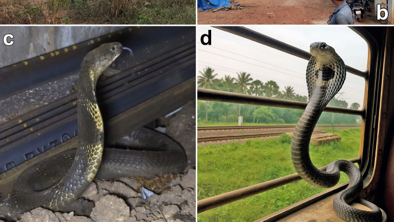 毒ヘビのキングコブラは電車に乗って生息域を広げていることが判明