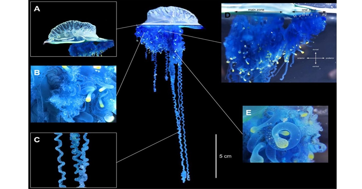 新種の毒クラゲ「ミカヅキノエボシ」 東北大学が発見 カツオノエボシの仲間、気候変動で北上か