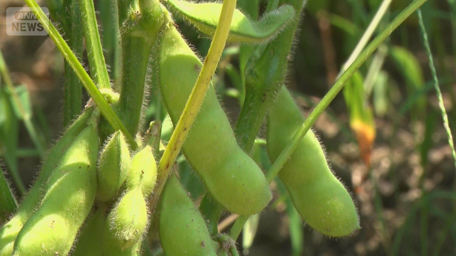 消費減税1％で「手取り7％減る」 納税免除農家の苦悩「販売価格上げざるを得ない」