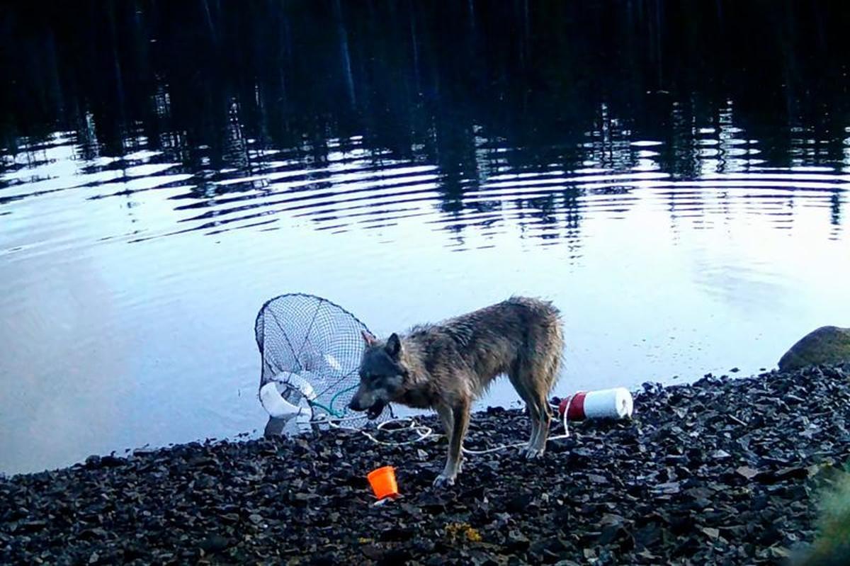 野生のオオカミが道具を「使用」か、初めて撮影 遊びではなく明確な行動