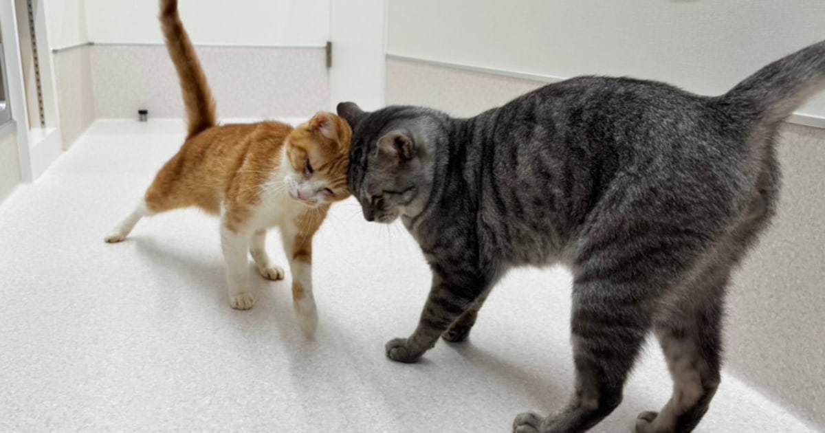 多頭飼育崩壊と高齢の飼い主の死去で居場所を失った2匹の猫。半年後に迎えられた“思いがけない家族”の正体（坂上 知枝,ヒナタ）