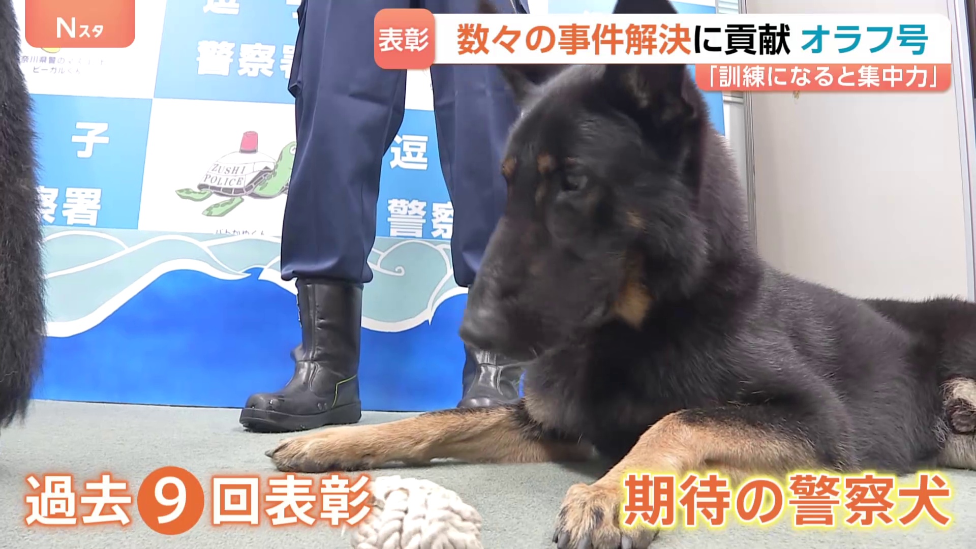 期待の警察犬「オラフ号」 行方不明高齢男性の発見に貢献で表彰 数々の事件解決に貢献 過去9回表彰 “訓練になると集中力出す” 神奈川県警