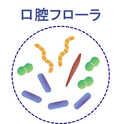 高齢でも健康な口腔を保ち続ける人は、硝酸還元菌の多い健康型の口腔フローラを保有していることを発見