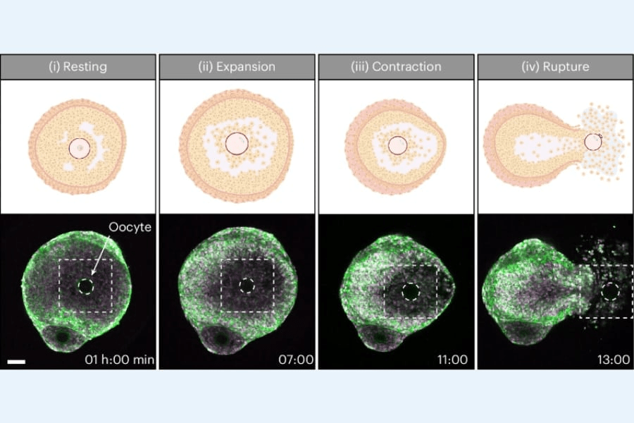 史上初、「排卵」が起きる瞬間をリアルタイムで撮影成功！