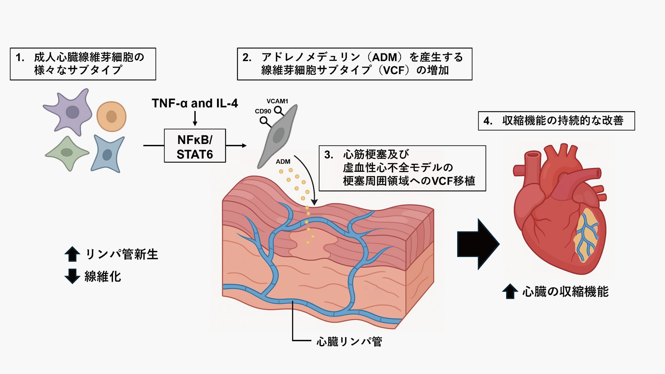 大人の心臓の細胞が「自己修復の力」を発揮する仕組みを解明