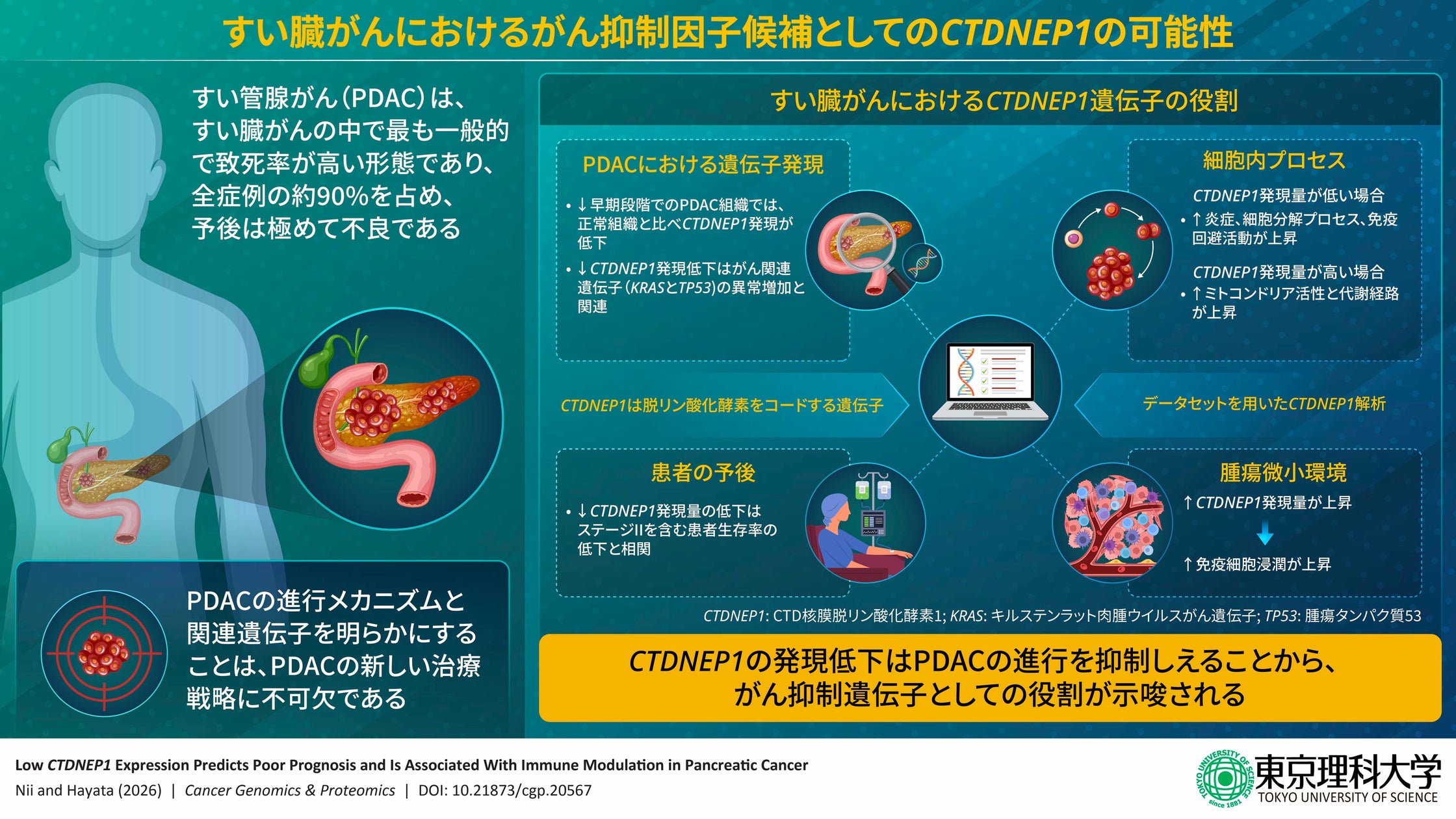 すい臓がんの進行を抑える可能性のある遺伝子を発見 ～『沈黙のがん』すい臓がんの早期診断や治療に光～