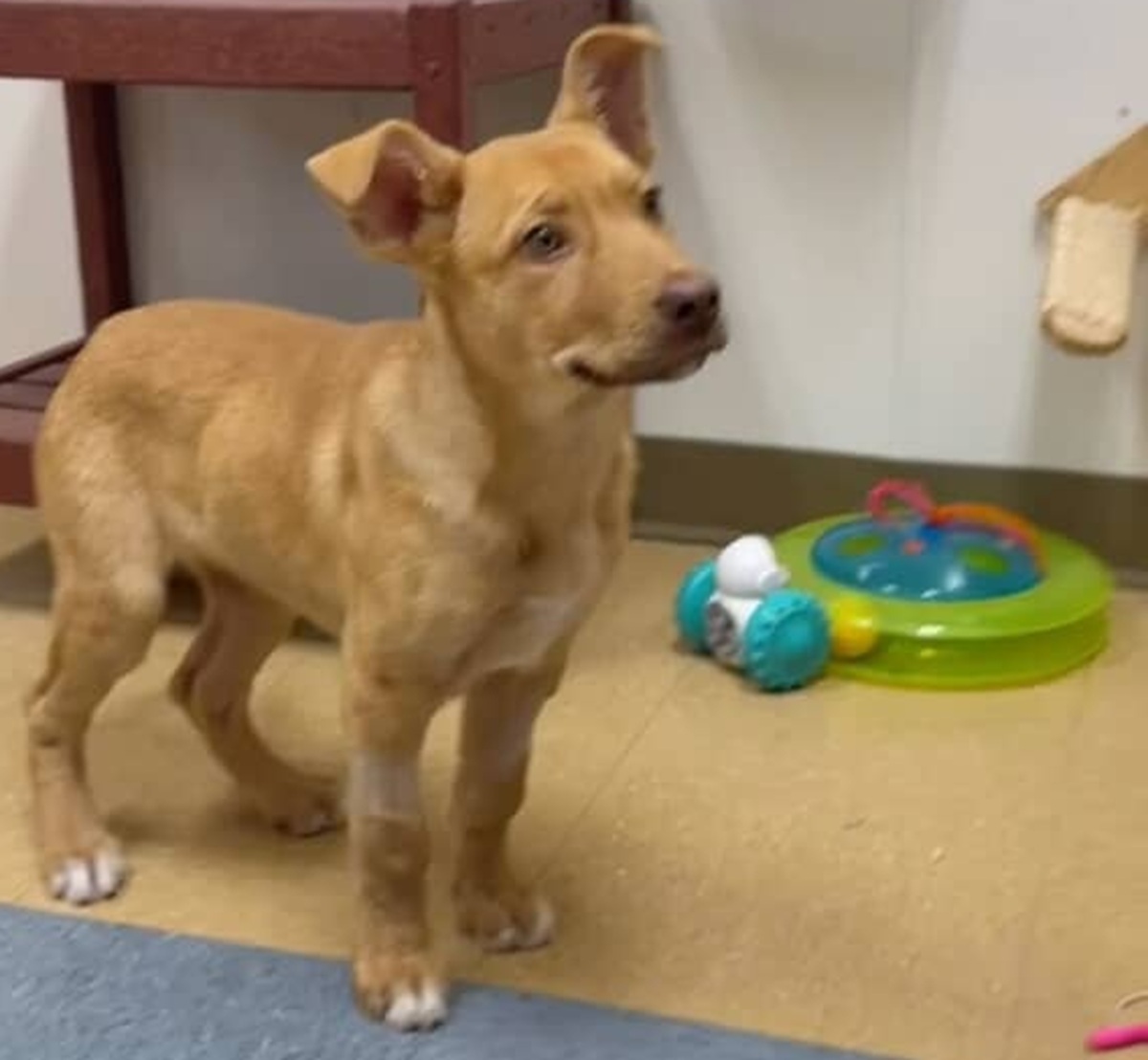 「ラブラドール・レトリーバーのミックス犬だよ」と言われた保護犬を迎えたら…… 100万再生の現在に「おめでとうｗ」「最高じゃないか」【海外】